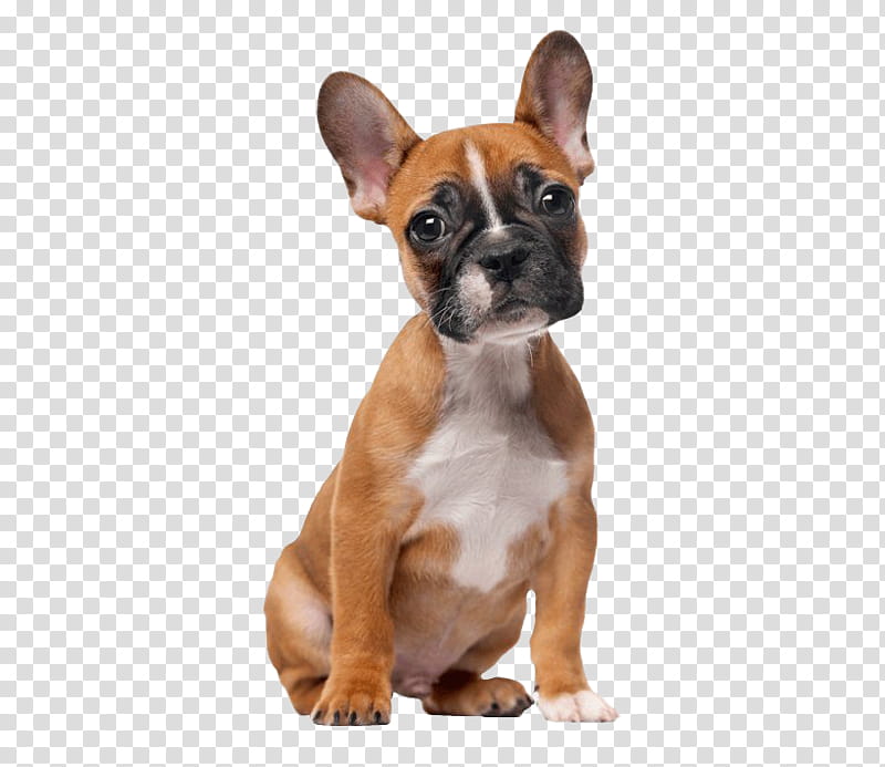 French bulldog, Puppy, Snout, Boxer, Companion Dog, Fawn, Nonsporting Group, Boston Terrier transparent background PNG clipart