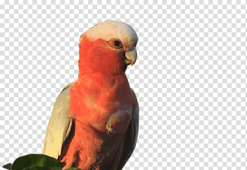 Lovebird, Loriini, Parakeet, Feather, Beak transparent background PNG clipart