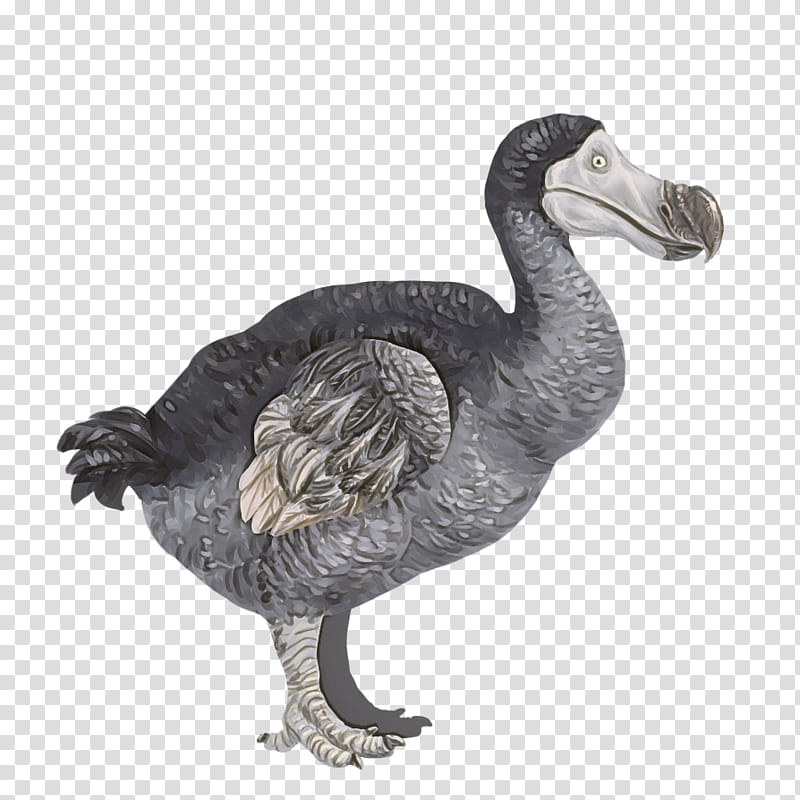 bird dodo flightless bird beak goose, Figurine, Water Bird, Wildlife, Ratite, Emu transparent background PNG clipart