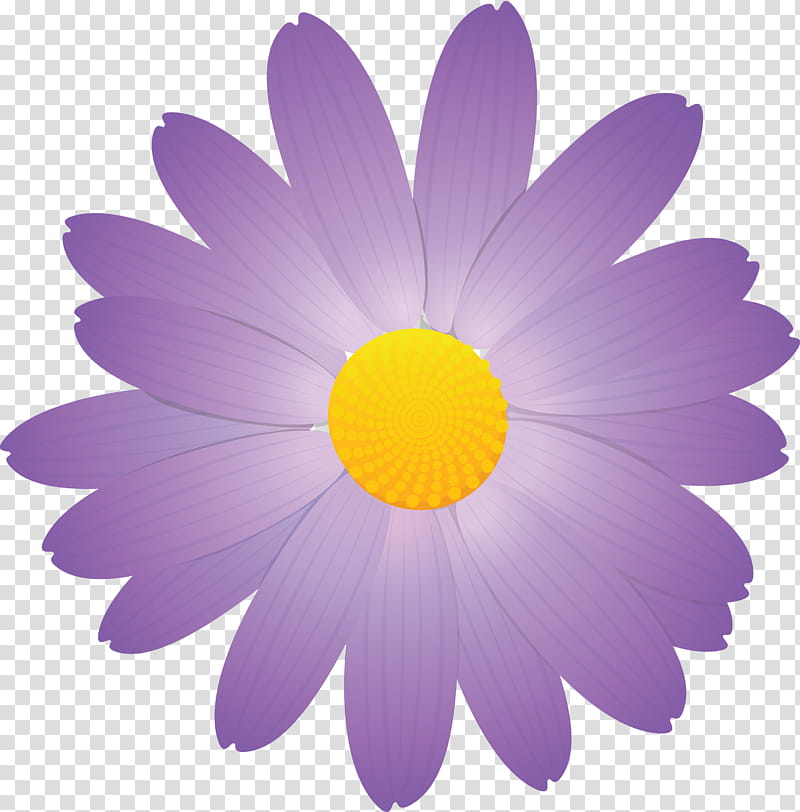 marguerite flower spring flower, Petal, Violet, Purple, Chamomile, Yellow, Daisy, Camomile transparent background PNG clipart