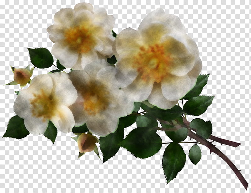 Garden roses, Dogrose, Multiflora Rose, Evergreen Rose, Memorial Rose, Cabbage Rose, Line Art, Petal transparent background PNG clipart
