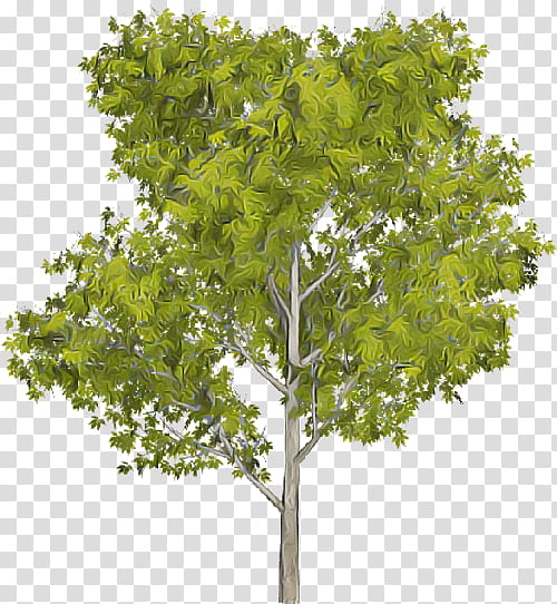 Plane, Tree, Plant, Woody Plant, Leaf, Flower, Planetree Family, Canoe Birch transparent background PNG clipart