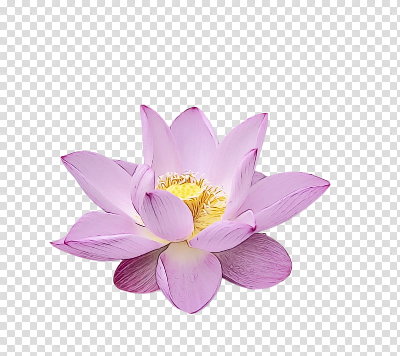 sacred lotus purple lotus-m, Lotus Flower, Summer Flower, Watercolor, Paint, Wet Ink, Lotusm transparent background PNG clipart