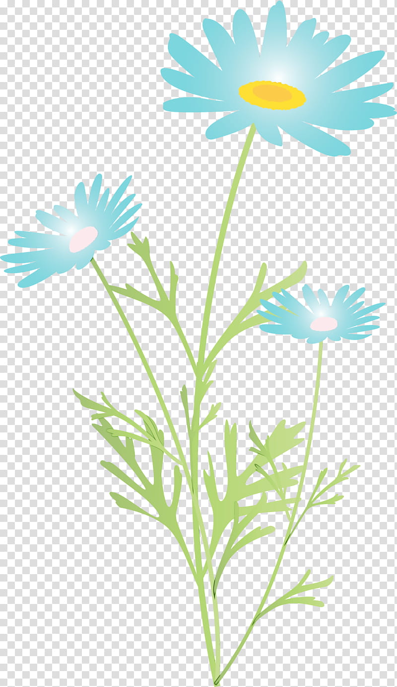 Daisy, Marguerite Flower, Spring Flower, Watercolor, Paint, Wet Ink, Mayweed, Oxeye Daisy transparent background PNG clipart