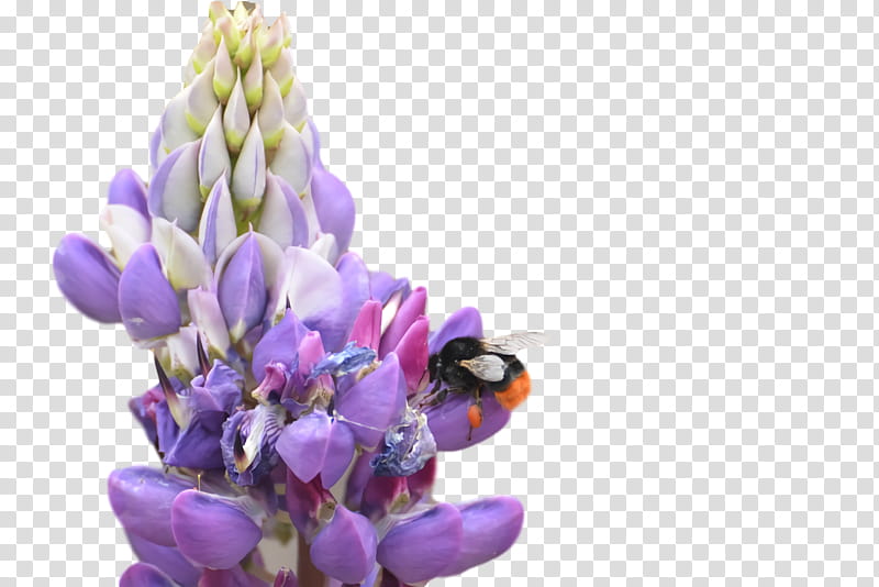 Lavender, Bluebonnet, Tarwi, Cut Flowers, Petal, Pollen, Lupine transparent background PNG clipart
