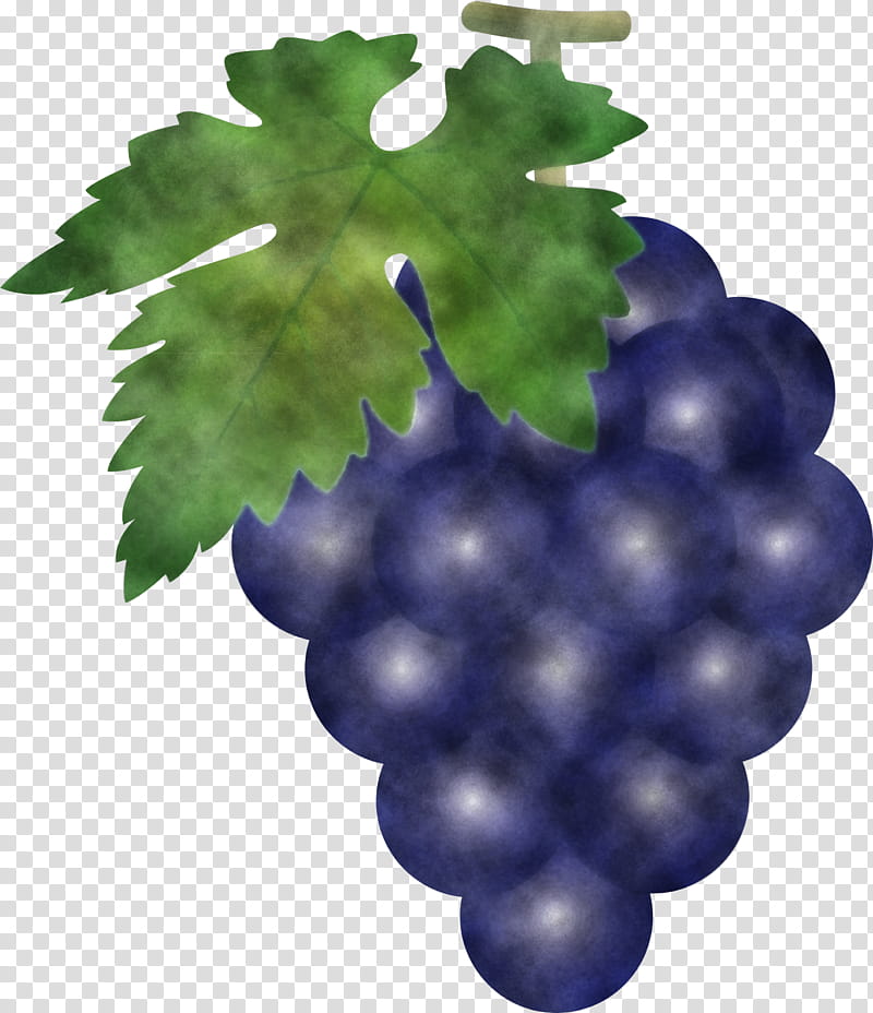 grape grapes fruit, Grape Leaves, Grapevine Family, Seedless Fruit, Vitis, Leaf, Plant, Flower transparent background PNG clipart