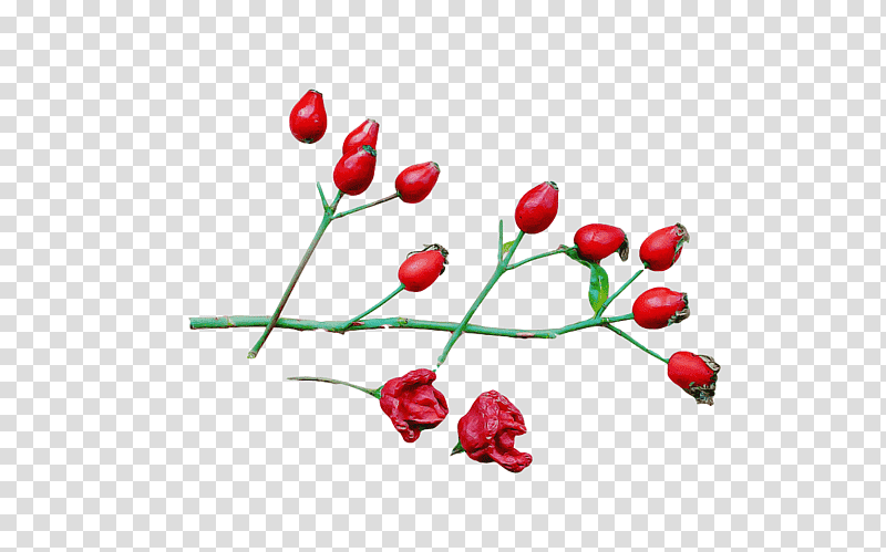 Rose, Flower, Plant Stem, Rose Hip, Twig, Pink Peppercorn, Petal transparent background PNG clipart