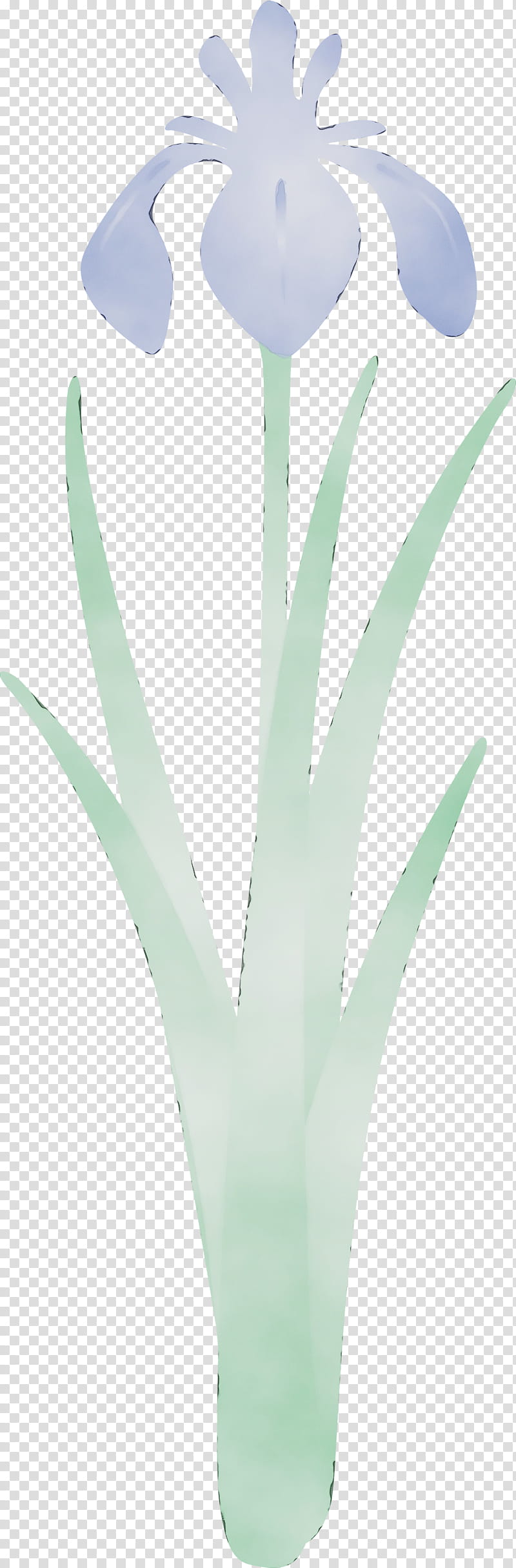 plant flower leaf aloe grass family, Iris Flower, Spring Flower, Watercolor, Paint, Wet Ink, Xanthorrhoeaceae, Agave transparent background PNG clipart