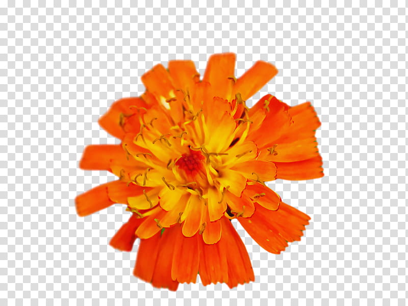 Floral design, Cut Flowers, Petal, Orange, Transvaal Daisy, Floristry, Lily, Yellow transparent background PNG clipart