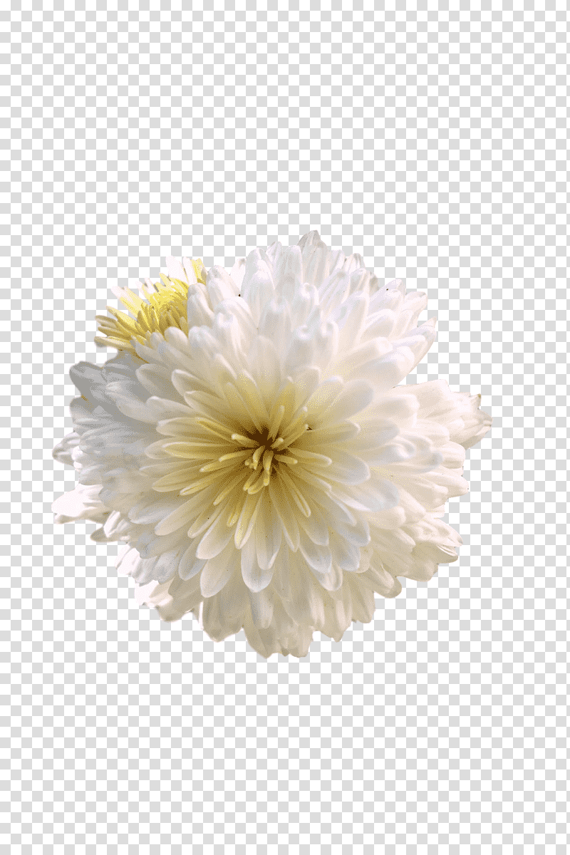 chrysanthemum transvaal daisy cut flowers dahlia petal, Aster, Plants, Seed Plants, Science, Biology transparent background PNG clipart