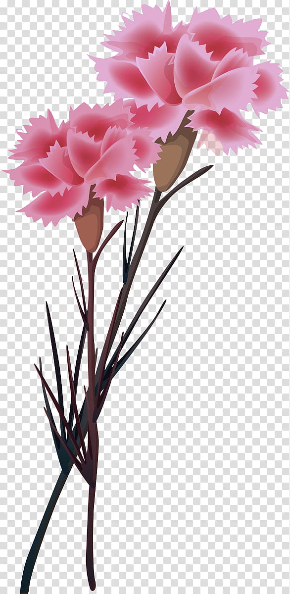 Floral design, Carnation, Plant Stem, Cut Flowers, Herbaceous Plant, Petal, Pink M, Spring Framework transparent background PNG clipart