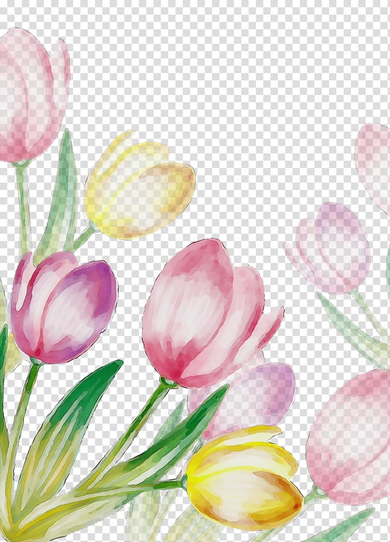 petal flower tulip plant pink, Watercolor, Paint, Wet Ink, Cut Flowers, Spring
, Lily Family, Bud transparent background PNG clipart
