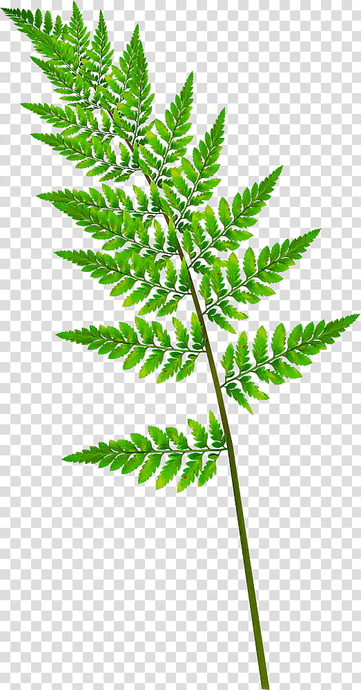Fern, Leaf, Branch, Red Maple, Plant Stem, Tree Fern, Frond, Pine transparent background PNG clipart