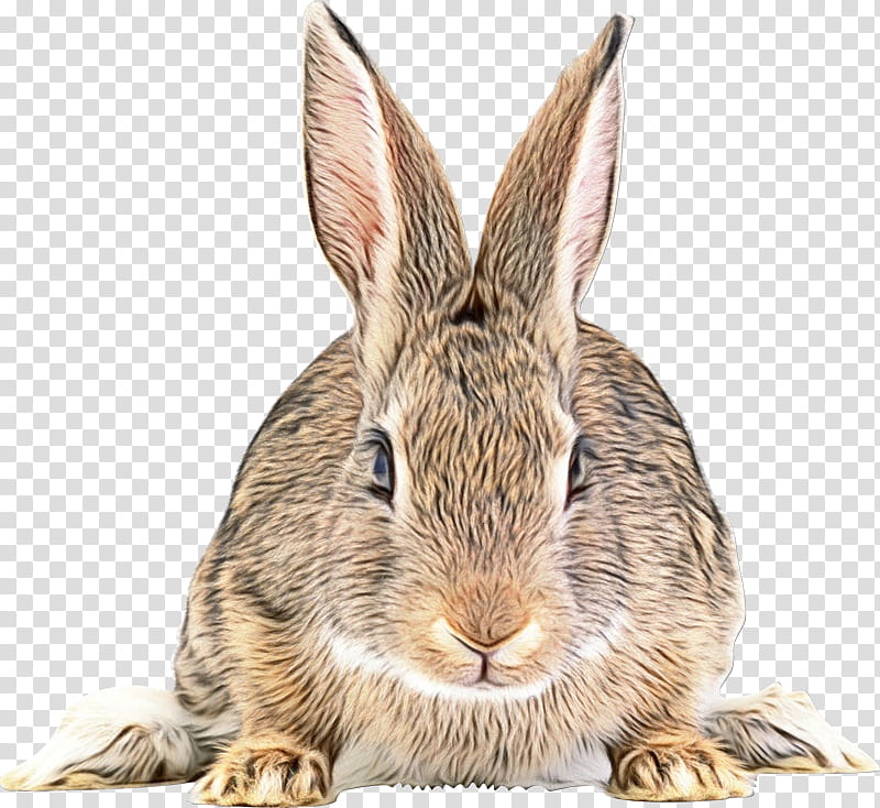 rabbit rabbits and hares mountain cottontail hare audubon's cottontail, Watercolor, Paint, Wet Ink, Audubons Cottontail, Lower Keys Marsh Rabbit, Snout, Wood Rabbit transparent background PNG clipart