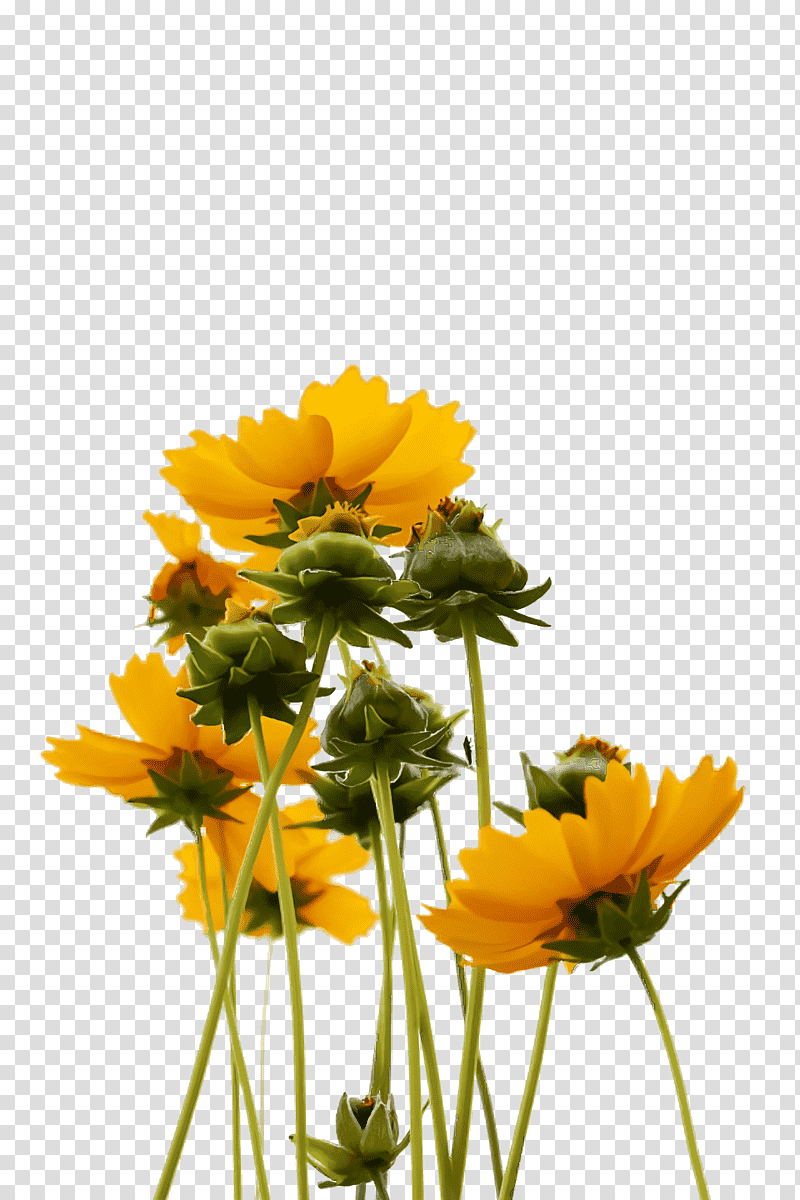 chrysanthemum annual plant transvaal daisy cut flowers roman chamomile, Petal, Pot Marigold, Yellow, Wildflower, Calendula, Plants transparent background PNG clipart