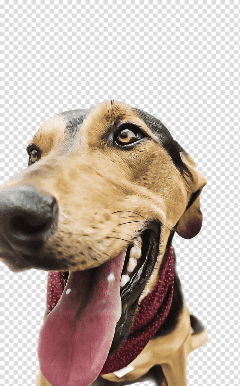 treeing walker coonhound redbone coonhound snout hound black and tan coonhound, Breed, Crossbreed, Toyota Harrier, Dog, Science transparent background PNG clipart