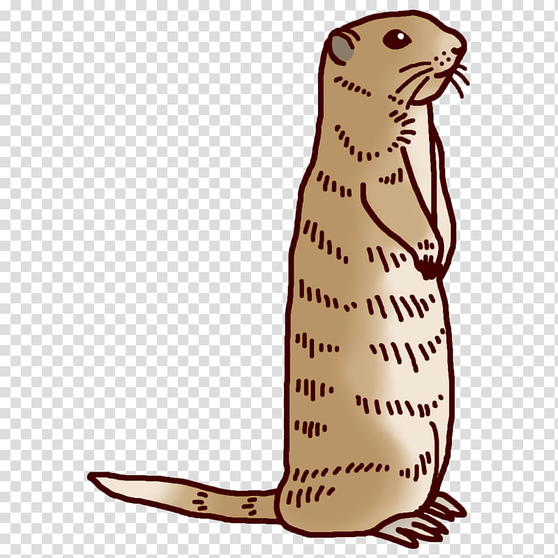 whiskers cat beaver seals mustelids, Tail transparent background PNG clipart