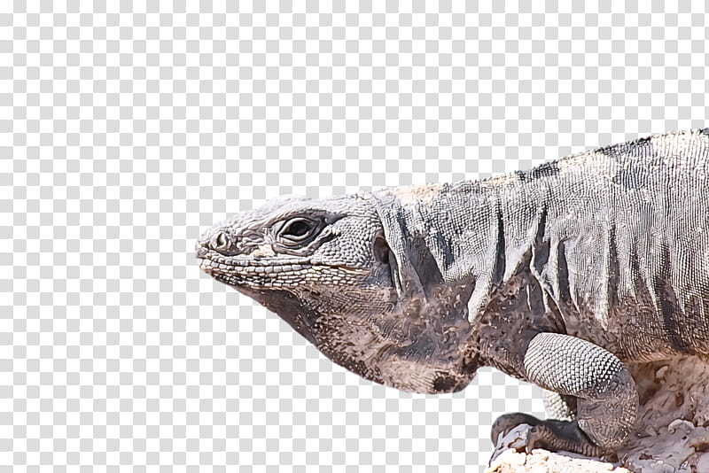 common iguanas reptiles green iguana lizard painting, Drawing Hands, Visual Arts, Regular Division Of The Plane, Artist, Op Art transparent background PNG clipart