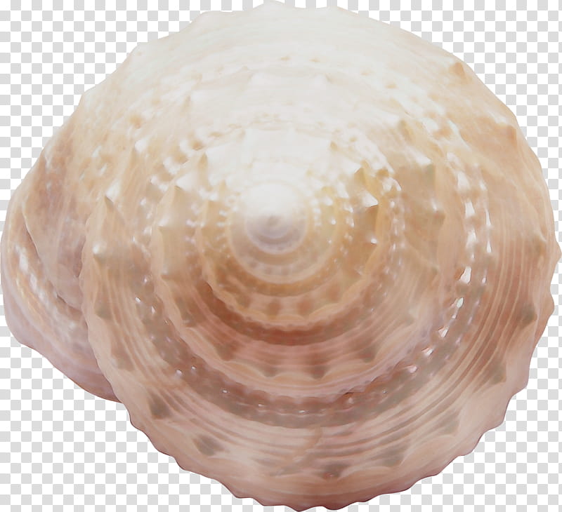 shell bivalve cockle clam conch, Watercolor, Paint, Wet Ink, Sea Snail, Ceiling, Shellfish, Spiral transparent background PNG clipart