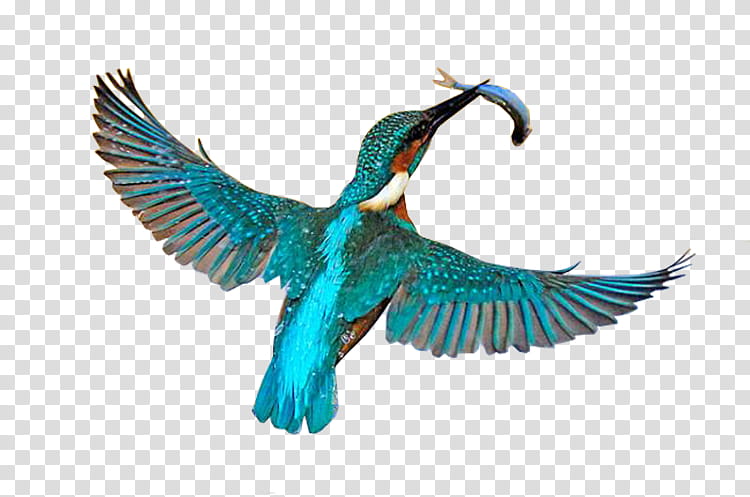 birds common kingfisher kingfisher belted kingfisher sacred kingfisher, Coraciiformes, Blue Birdofparadise, Whitethroated Kingfisher, Bald Eagle, Northern Cardinal, Baltimore Oriole, Birdwatching transparent background PNG clipart