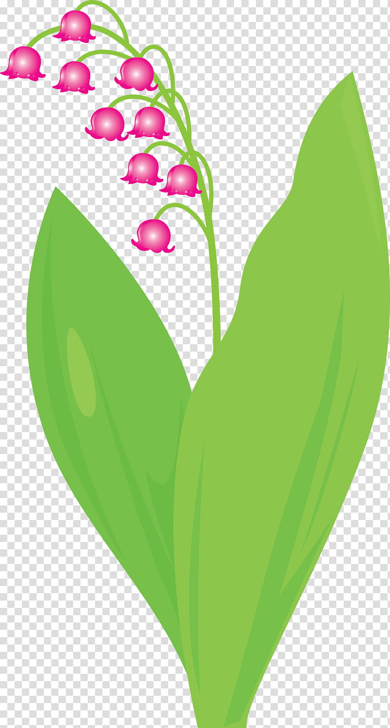 Lily Bell Flower Lily Of The Valley Leaf Green Plant Heart Petal Anthurium Transparent Background Png Clipart Hiclipart