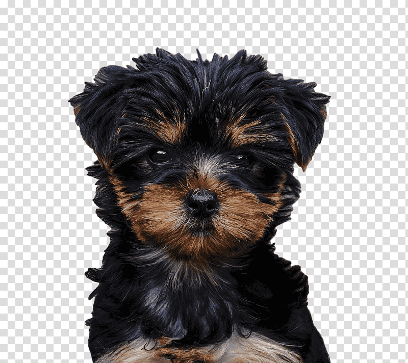 yorkshire terrier morkie australian silky terrier affenpinscher biewer terrier, Schnoodle, Puppy, Companion Dog, Breed transparent background PNG clipart