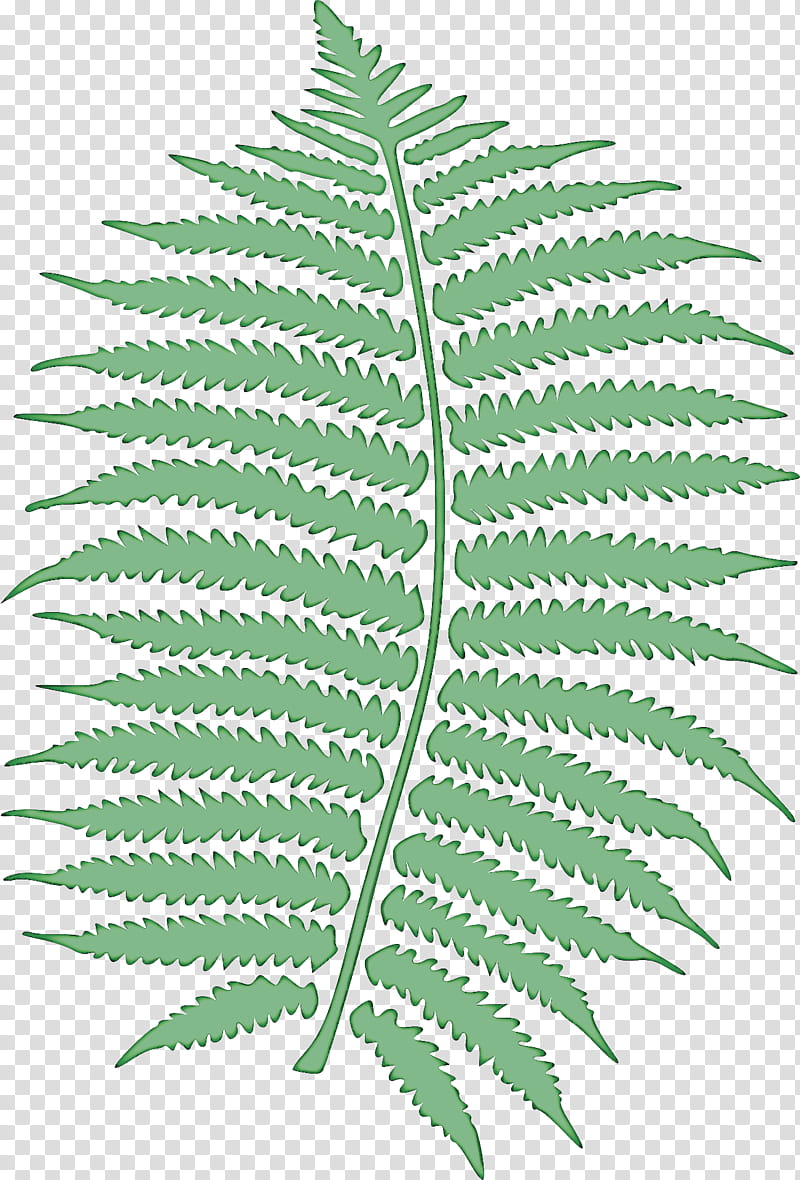 Fern, Leaf, Vascular Plant, Western Sword Fern, Tree Fern, Ecology, Cartoon, Leptosporangiate Ferns transparent background PNG clipart