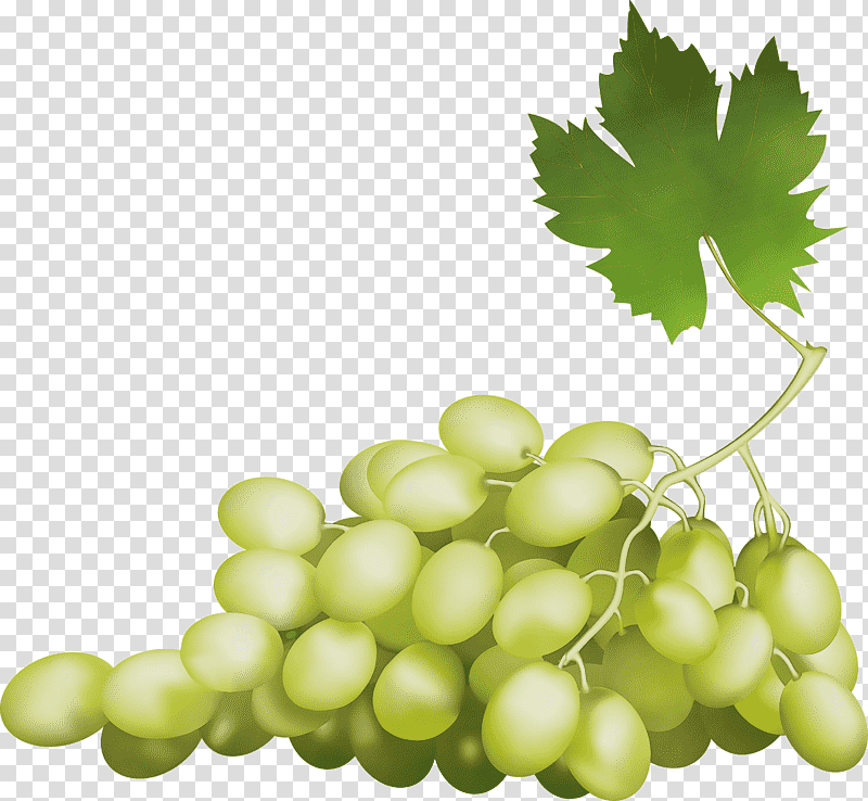 sultana verjuice seedless fruit natural food grape leaves, Watercolor, Paint, Wet Ink, Grapevines, Common Grape Vine, Plant transparent background PNG clipart