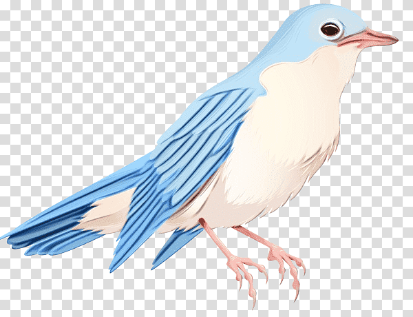 Feather, Watercolor, Paint, Wet Ink, Birds, American Sparrows, Beak transparent background PNG clipart