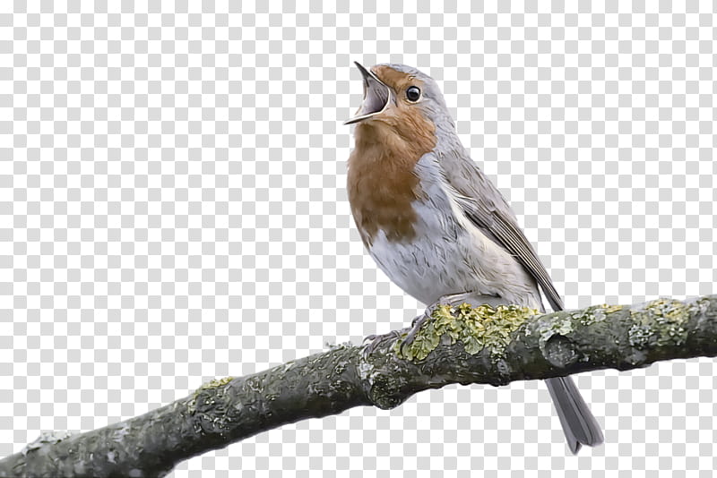 common nightingale house sparrow finches american sparrows birds, Old World Sparrow, European Robin, House Finch, Watercolor Painting, Logo, Beak, Cartoon transparent background PNG clipart