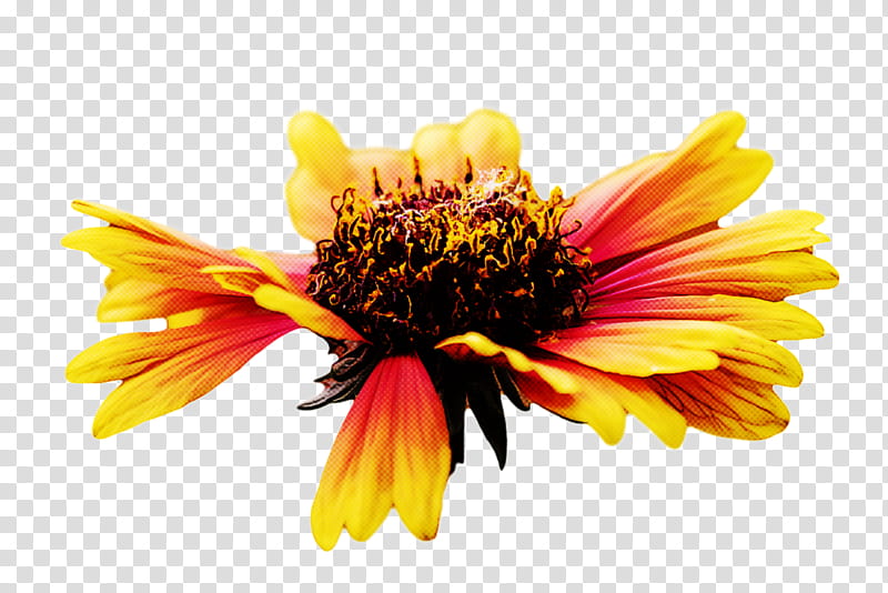 blanket flowers sunflower seed chrysanthemum pollen petal, Yellow, Nectar, Wildflower, Closeup, Common Sunflower, Plants, Seed Plants transparent background PNG clipart