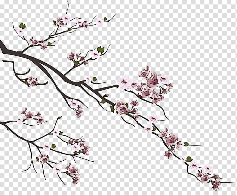 Cherry blossom, Branch, Flower, Plant, Twig, Spring
, Pedicel, Tree transparent background PNG clipart