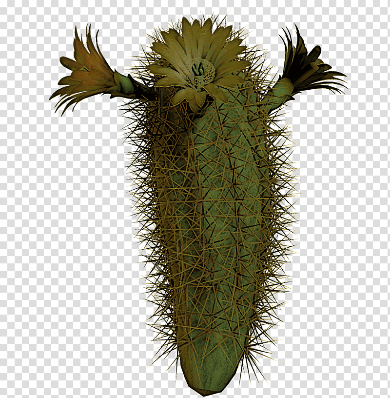Cactus, Plant Stem, Strawberry Hedgehog Cactus, Pediocactus, Saguaro, Triangle Cactus, Succulent Plant transparent background PNG clipart