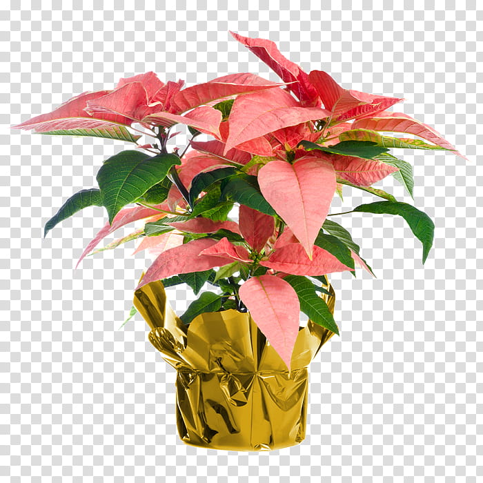 Christmas Day, Poinsettia, Plants, Houseplant, Christmas Eve, Christmas Plants, Flower, Ornamental Plant transparent background PNG clipart