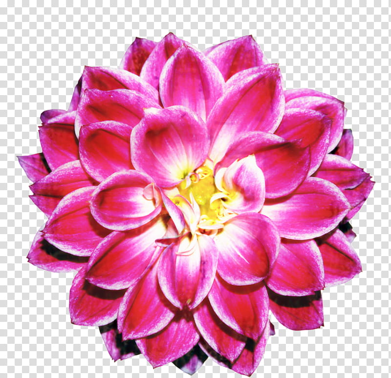 Floral Flower, Newgate, Clock, Cut Flowers, Floral Design, Petal, Pink, Dahlia transparent background PNG clipart