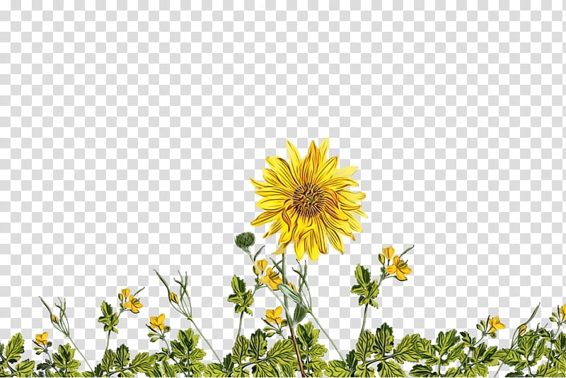 Sunflower, Watercolor, Paint, Wet Ink, Common Sunflower, Roman Chamomile, Sunflower Seed, Yellow transparent background PNG clipart