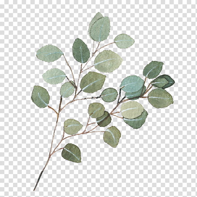 Gum Tree, Gum Trees, Plants, Leaf, Plant Stem, Dollar, United States Dollar, In transparent background PNG clipart