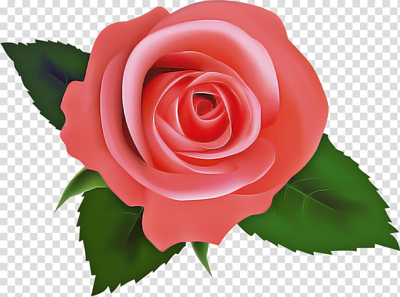 one flower one rose valentines day, Love, Garden Roses, Pink, Petal, Hybrid Tea Rose, Rose Family, Red transparent background PNG clipart