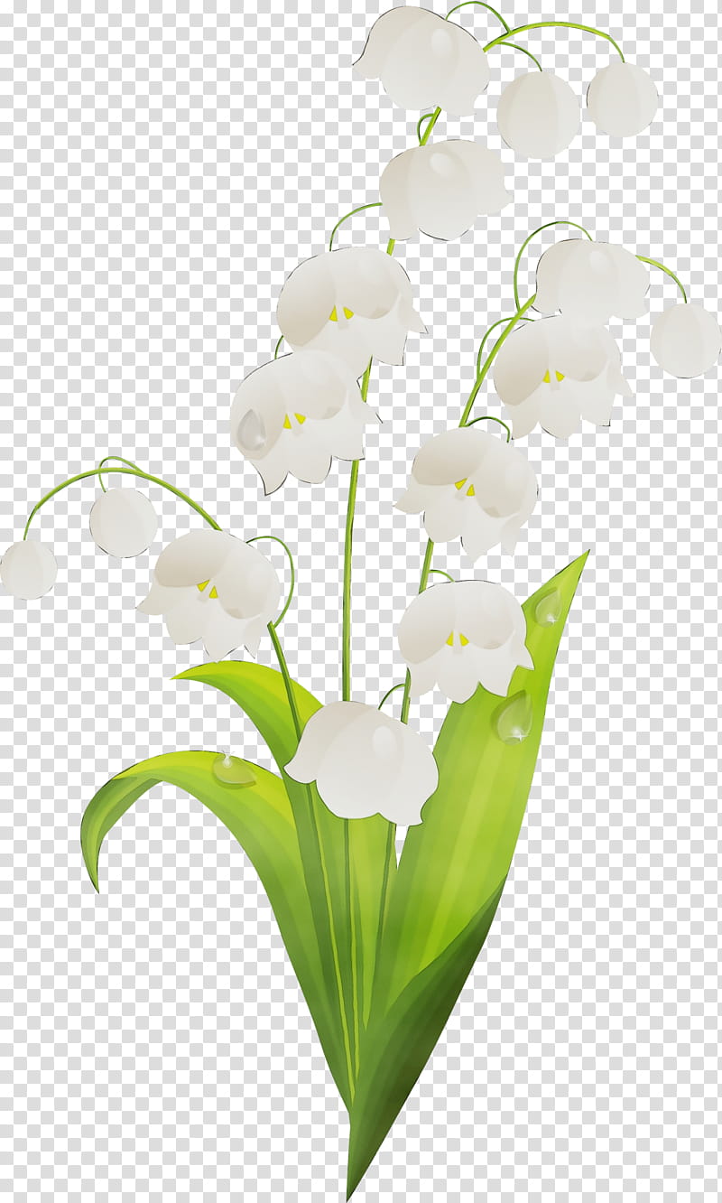 flower plant lily of the valley petal terrestrial plant, Watercolor, Paint, Wet Ink, Pedicel, Plant Stem, Cut Flowers, Moth Orchid transparent background PNG clipart
