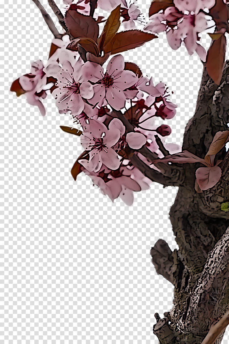 spring flower spring floral flowers, Lilac, Branch, Spring
, Plant, Blossom, Red Bud, Tree transparent background PNG clipart