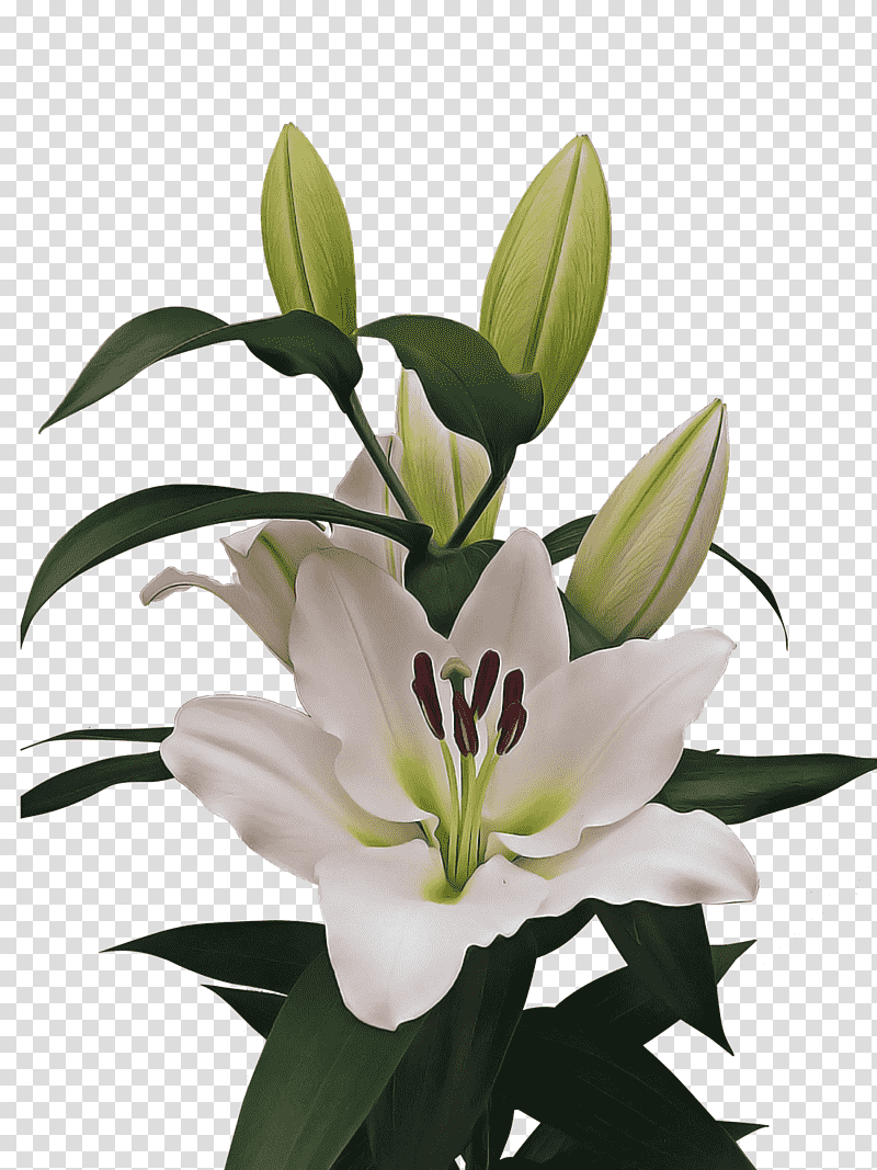 Online shopping, Lily, Bulb, Plant Stem, Rhizome, Allegro, Flower transparent background PNG clipart