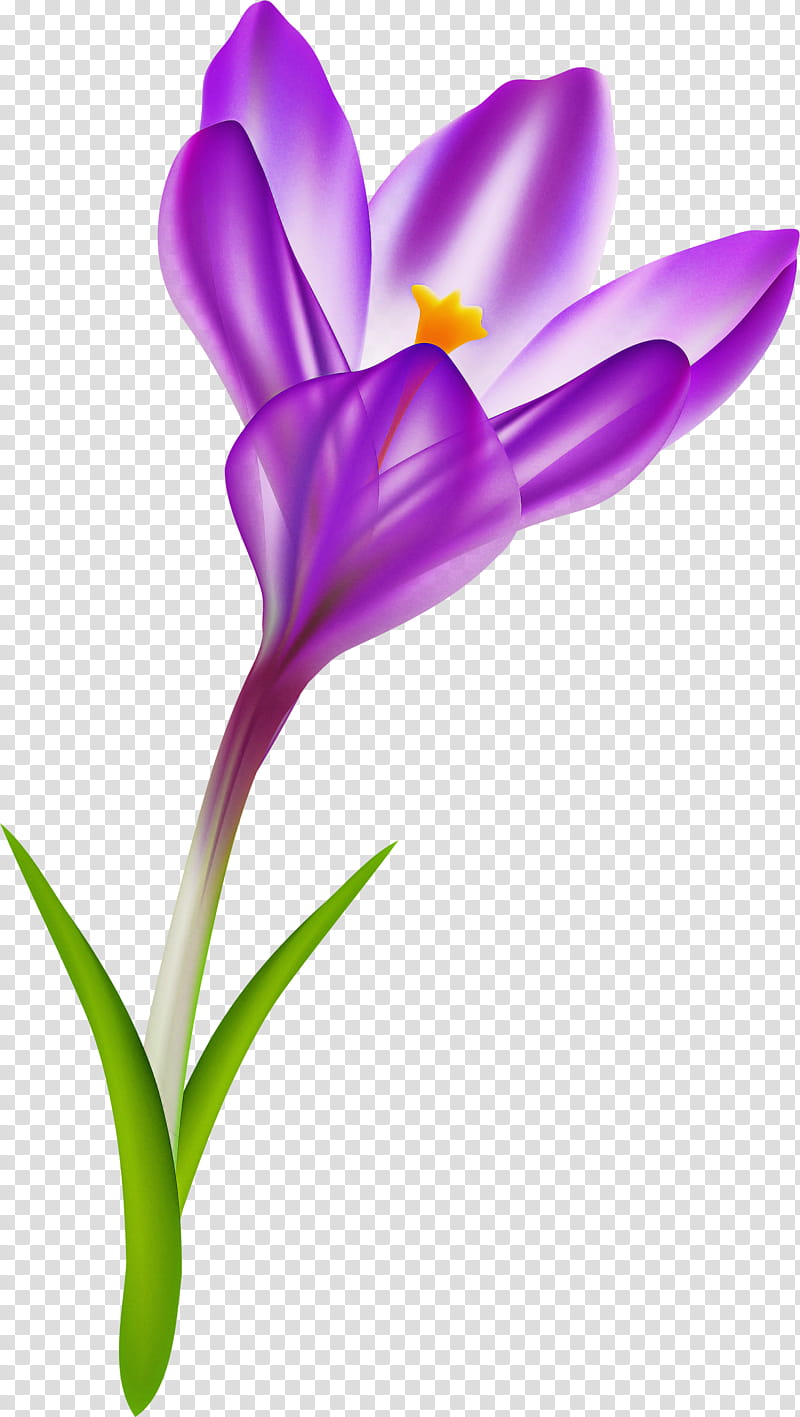 flower violet purple plant petal, Pedicel, Crocus, Spring Crocus, Iris Family, Cut Flowers, Plant Stem, Saffron Crocus transparent background PNG clipart