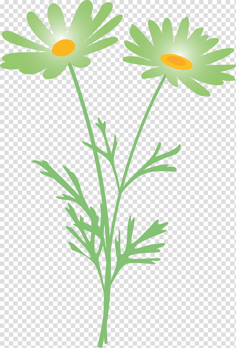 marguerite flower spring flower, Mayweed, Oxeye Daisy, Chamomile, Camomile, Plant, Marguerite Daisy, Pedicel transparent background PNG clipart