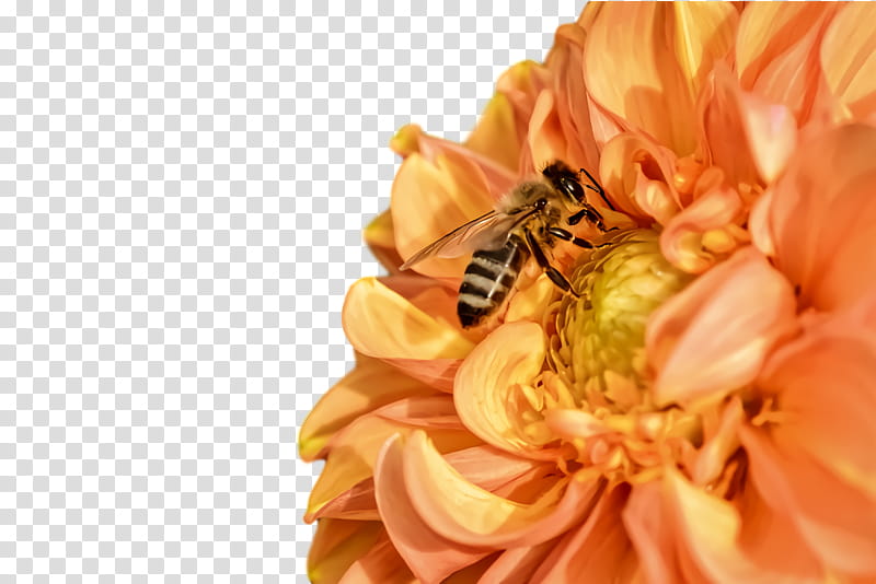 Flower garden, Honey Bee, Dahlia, Plants, Ornamental Plant, Daisy Family, Bees, Ornamental Flower transparent background PNG clipart