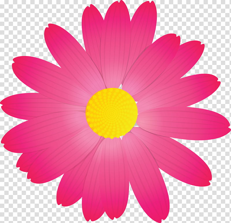 marguerite flower spring flower, Petal, Pink, Gerbera, Chamomile, Plant, Daisy, Barberton Daisy transparent background PNG clipart