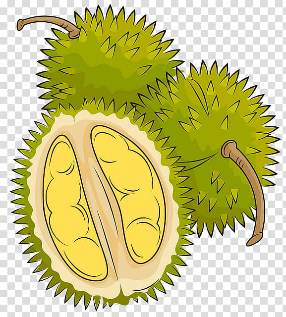 durian fruit plant food artocarpus transparent background PNG clipart