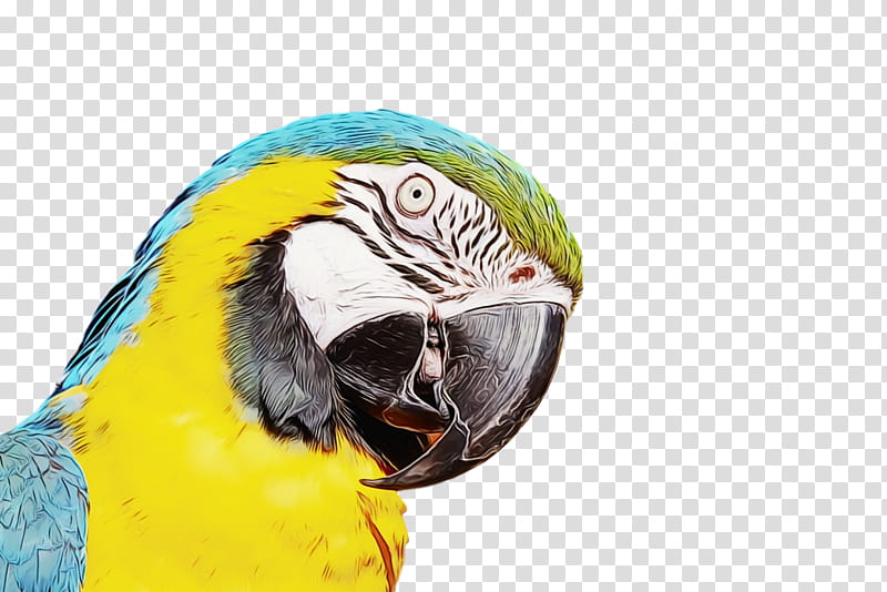 Lovebird, Watercolor, Paint, Wet Ink, Macaw, Birds, Scarlet Macaw, Parrots transparent background PNG clipart