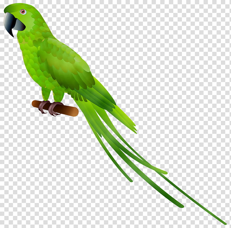 Bird Silhouette, Parrot, Parakeet, Green Rosella, Beak, Greencheeked Parakeet, Animal, Macaw transparent background PNG clipart