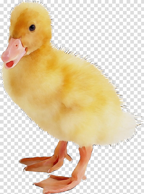bird duck water bird beak ducks, geese and swans, Watercolor, Paint, Wet Ink, Ducks Geese And Swans, American Black Duck, Live, Goose transparent background PNG clipart