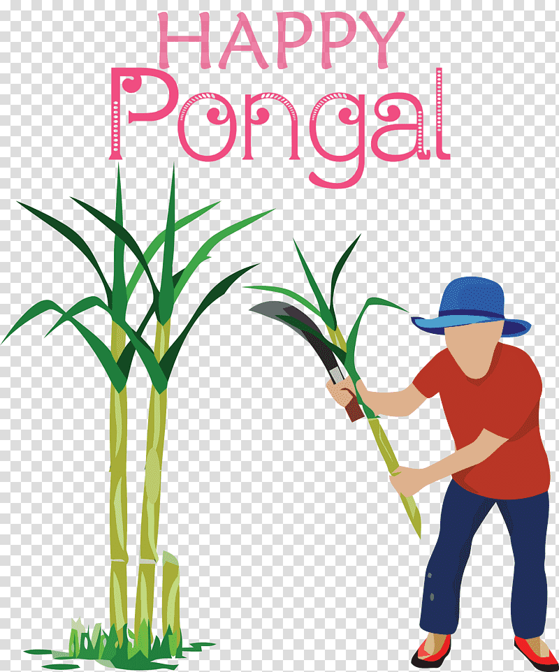 Pongal Happy Pongal, Sugarcane, Grasses, Tree, Royaltyfree, Drawing, Plant Stem transparent background PNG clipart